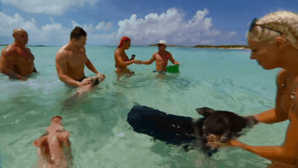 Swimming with Pigs