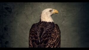 Clutch Book of Bad Decisions